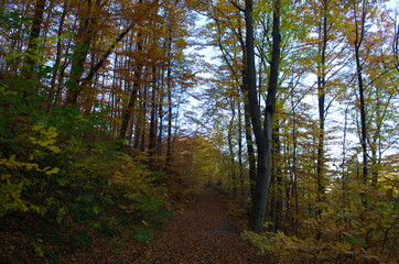 Autumn forest nature. Vivid morning in colorful forest with sun rays through branches of trees.