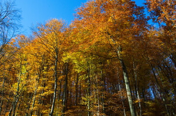 Fototapeta na wymiar Autumn forest nature. Vivid morning in colorful forest with sun rays through branches of trees.