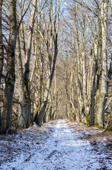 Early spring in the forest. Spring in the park. A forest road in the snow.