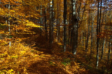 Obraz premium Autumn forest nature. Vivid morning in colorful forest with sun rays through branches of trees.
