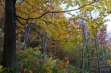 Autumn forest nature. Vivid morning in colorful forest with sun rays through branches of trees.