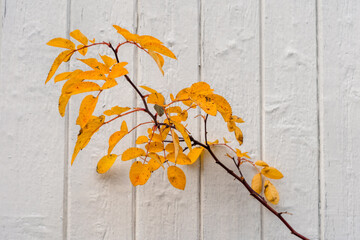 Autumn leaves of the Hurdalsrosa Rose by an old wall.