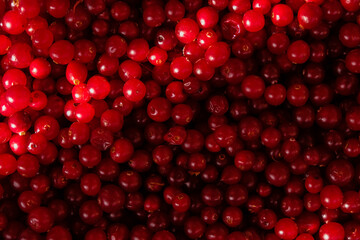 Cranberries background. Cranberry berries surface with different lighting.