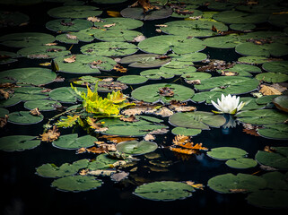 Seerose und Eichenblatt