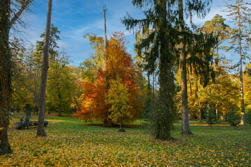 A Beautiful Autumn Scenery Captured on the Village Dolna Krupa, Trnava on Slovakia. - obrazy, fototapety, plakaty