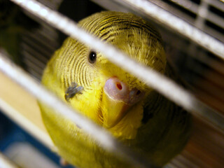Budgie in cage