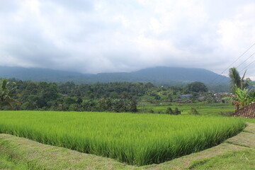 Fototapeta na wymiar landscape with hills and trees, well known as beautiful rice terrace located in Tabanan Bali Indonesia. Jatiluwih is one of many sightseing must come place while you are visit Bali.