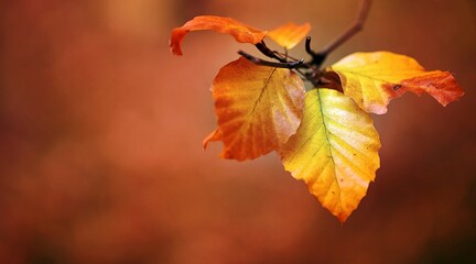 Jesień w lesie ubrana w piękne kolory liści