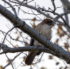 Hawk on a branch 