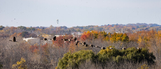 geese in the autumn