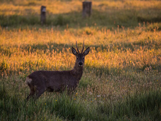 Reh Bock auf wiese