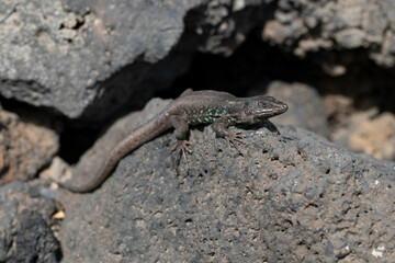 An Atlantic lizard sunbathes on the volcanic rocks