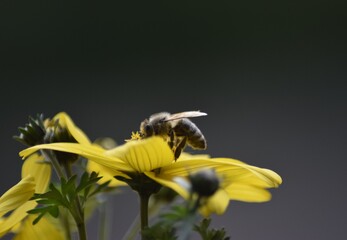 Pszczoła podczas pracy. © czorticzort