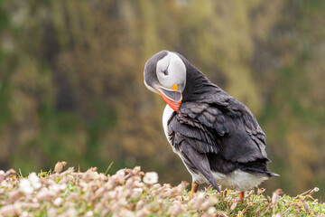 Un macareux moine faisant sa toilette sur l'île de Skomer
 au Pays de Galles.