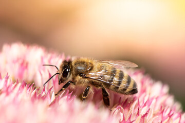 A bee on a blooming flower on a radiant  background. 