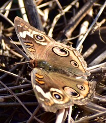 Buckeye butterfly