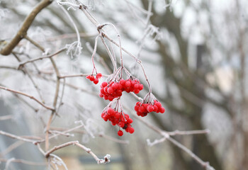 Red frozen viburnum berries in late autumn in the frost.