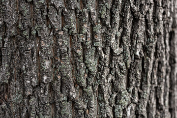 Obraz premium Close-up of tree bark texture