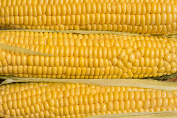 Fresh yellow corn on the cob closeup. Food background.