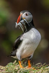 Un macareux moine tenant sa pêche dans son bec sur l'île de Skokholm au Pays de Galles.