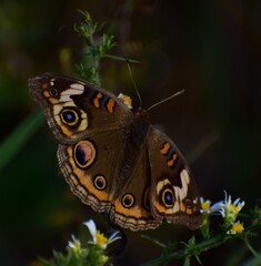 Buckeye butterfly