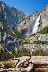 The double waterfall of Yosemite falls, with a dead tree in the foreground. Yosemite National Park, California