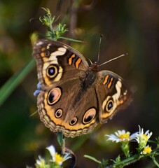 Buckeye butterfly