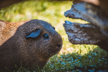 Meerschweinchen draußen