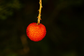 Strawberry tree (Arbutus unedo), with ripe red fruit, typical of Mediterranean countries.