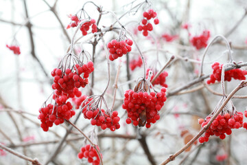 Red frozen viburnum berries in late autumn in the frost