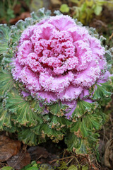 Decorative curly cabbage Brassica oleracea in late autumn in frost