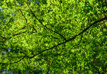 Sunlight through the leaves on a tree. Leaves as background. Forest in summer time. Photo with high resolution.