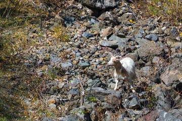 Wild mountain goats on the slope