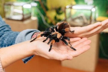 A large tarantula spider sits on the arm.