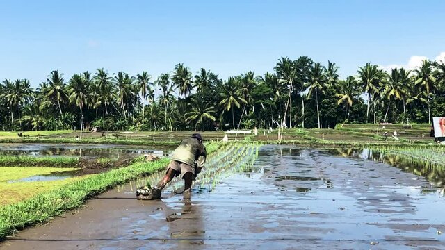 Picking  Rice in Bali