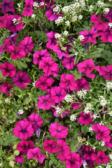 Colorful petunia flowers on a flower bed