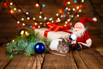 Fototapeta na wymiar Cute pet rat in new year's decor. Cute rat is sitting santa claus toy, next to it are boxes with gifts and new year decorations on wooden background, multicolored garland is shining, selective focus