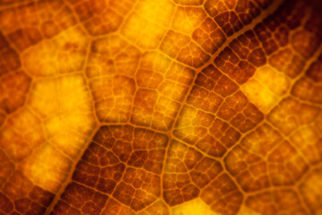 brown leaf nature background closeup