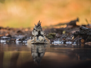 Haubenmeise beim Bade