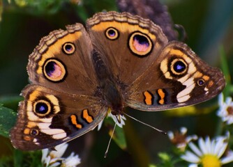 buckeye butterfly