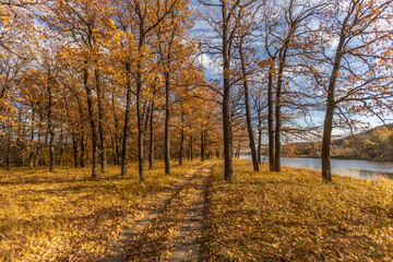 The road in the forest is covered with yellow dry leaves. Autumn background