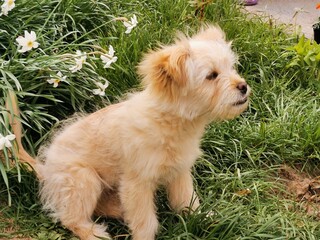 puppy on the grass