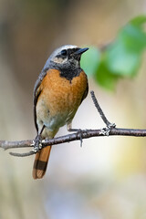 Common redstart