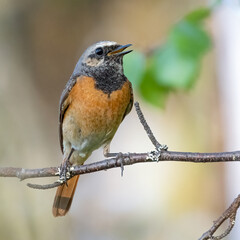 Common redstart