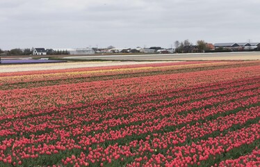 tulip field - obrazy, fototapety, plakaty