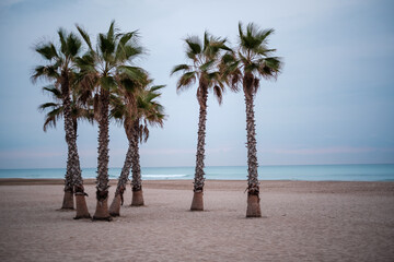Naklejka premium 7 palmeras en la playa en invierno con el mar calmado