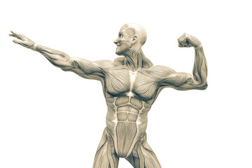 muscleman anatomy heroic body doing a bodybuilder pose eleven in white background