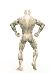 Fototapeta na wymiar muscleman anatomy heroic body doing a bodybuilder pose four in white background_
