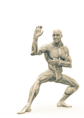 muscleman anatomy heroic body doing a karate pose two in white background