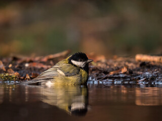 Kohlmeise beim Baden im Teich